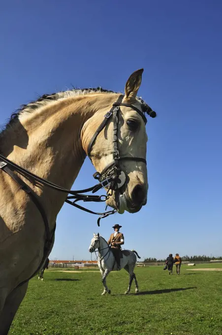 Lusitano portuguese horses. A pure breed of Portugal