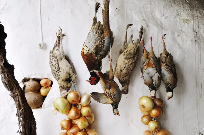 Partridges and pheasants after a hunting-party, Alentejo, Portugal