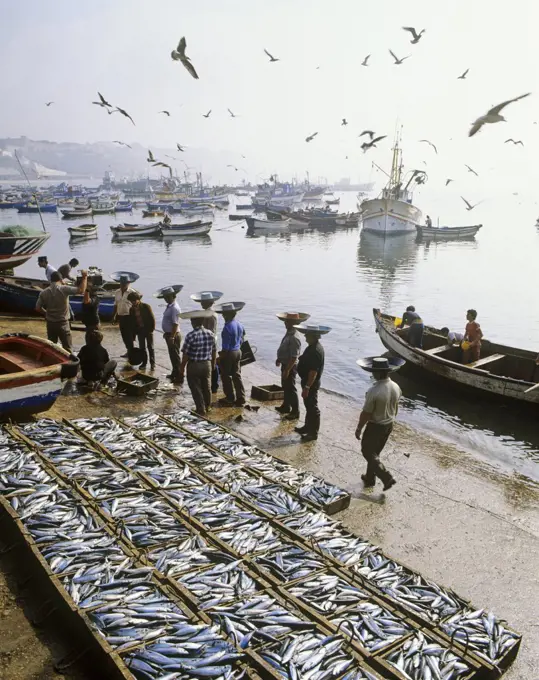 Traditional porters of fish in the fishing harbour of Sines, Portugal