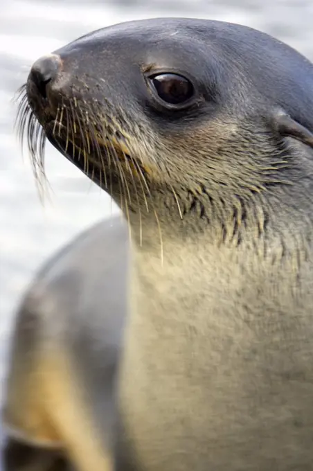 South Georgia and the South Sandwich Islands, South Georgia, Cumberland Bay, Grytviken. Antarctic Fur Seal, about 95% of the worlds population breed on South Georgia.