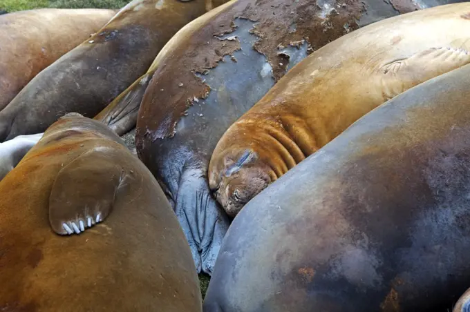 South Georgia and the South Sandwich Islands, South Georgia, Cumberland Bay, Grytviken. Southern Elephant Seal which take thier names from the proboscis of the adult males which resembles an elephants trunk.