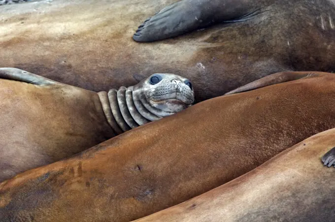 South Georgia and the South Sandwich Islands, South Georgia, Cumberland Bay, Grytviken. Southern Elephant Seal which take thier names from the proboscis of the adult males which resembles an elephants trunk.