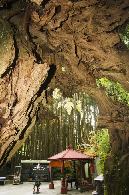 Alishan National Forest recreation area temple under tree trunk in cedar forest