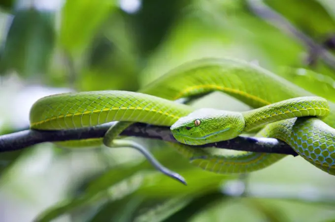 Thailand, Nakhon Ratchasima, Khao Yai.  White-lipped viper in the Khao Yai National Park.  Covering 2170 sq kilometres, Khao Yai incorporates one of the largest intact monsoon forests in Asia and is a UNESCO World Heritage site.