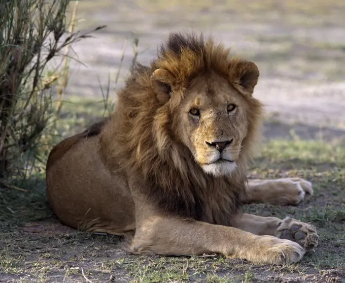 A finely maned lion with scars on his nose caused by fighting other lions.