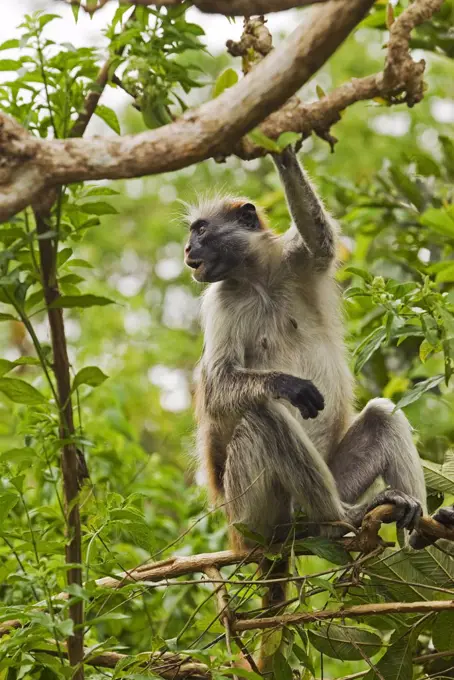 East Africa, Tanzania, Zanzibar. Red Colobus Monkey, Jozani Forest Reserve. One of Africa's rarest primates, the Zanzibar red colobus may number only about 1500. Isolated on this island for at least 1,000 years, the Zanzibar red colobus (Procolobus kirkii) is recognized as a distinct species, with different coat patterns, calls and food habits than the related colobus species on the mainland.