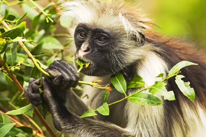 East Africa, Tanzania, Zanzibar. Red Colobus Monkey, Jozani Forest Reserve. One of Africa's rarest primates, the Zanzibar red colobus may number only about 1500. Isolated on this island for at least 1,000 years, the Zanzibar red colobus (Procolobus kirkii) is recognized as a distinct species, with different coat patterns, calls and food habits than the related colobus species on the mainland.