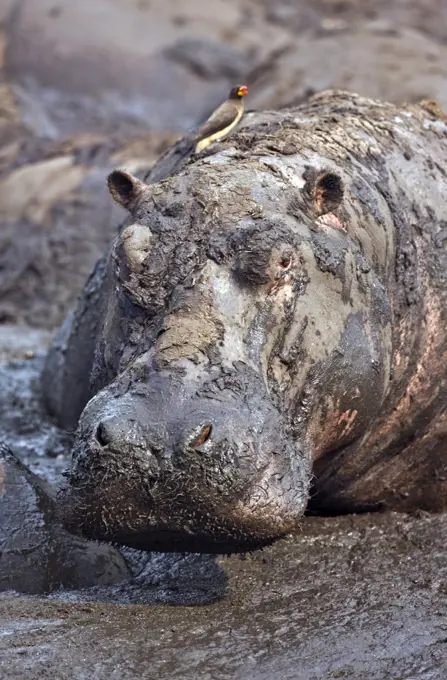 Tanzania, Katavi National Park. A hippo basks in a mud wallow as the Katuma River dries at the end of the long dry season in the Katavi National Park.