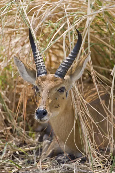 Tanzania, Katavi National Park. A Bohor reedbuck conceals itself in long dry grass in Katavi National Park.