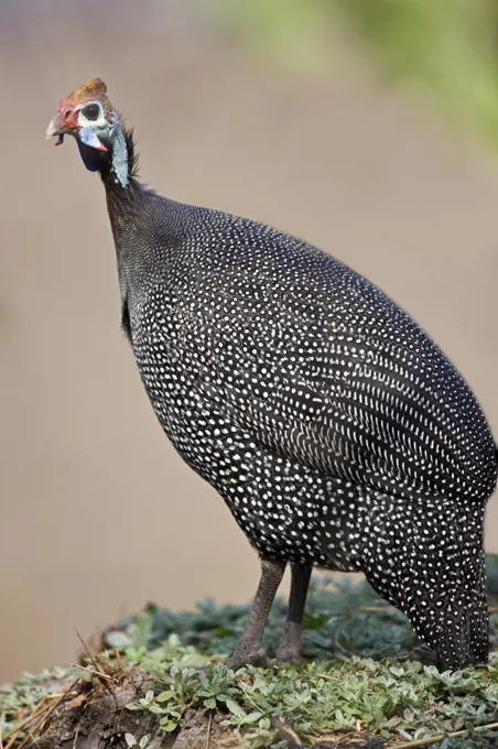 Tanzania, Katavi National Park. A helmeted guineafowl in Katavi National Park.