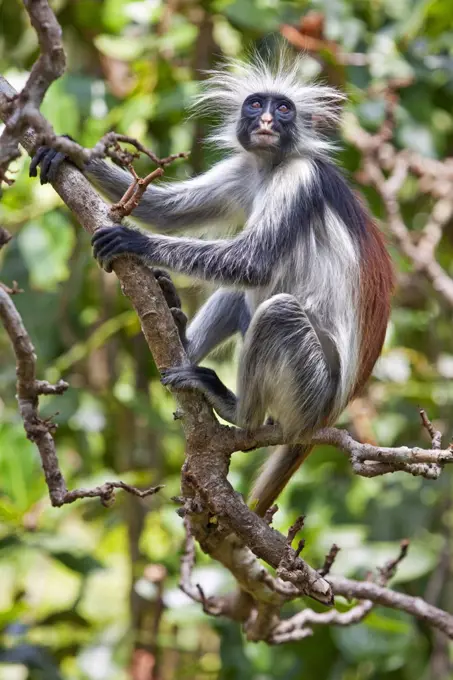 Tanzania, Zanzibar. A Zanzibar red colobus monkey in the Jozani Forest southeast of Stone Town.