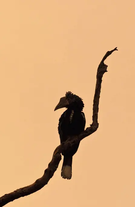 A Silvery-cheeked Hornbill at dawn in the Amani Nature Reserve, a protected area of 8,380ha situated in the Eastern Arc of the Usambara Mountains.