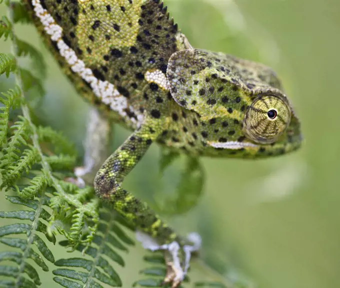 A female two-horned chameleon in the Amani Nature Reserve, a protected area of 8,380ha situated in the Eastern Arc of the Usambara Mountains.