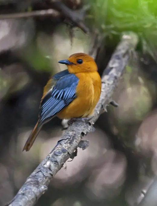 A Red-capped Robin-Chat in Selous Game Reserve.