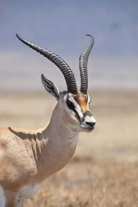 Tanzania, Ngorongoro. A mature male Grant's Gazelle.