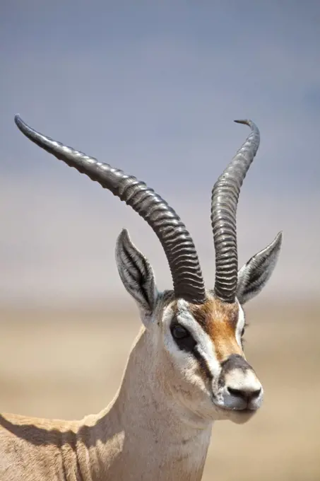 Tanzania, Ngorongoro. A mature male Grant's Gazelle.