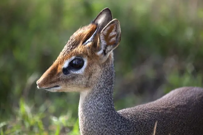 Tanzania, Serengeti. Portraits of the shy Dik-dik.