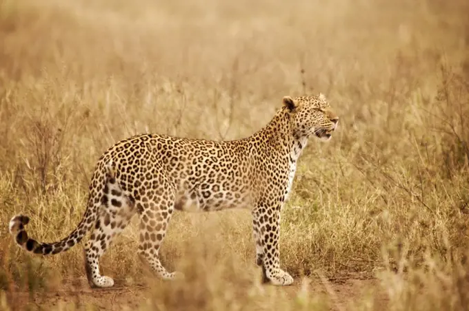 Tanzania, Serengeti. A leopard boldly stands in the long grasses near Seronera.