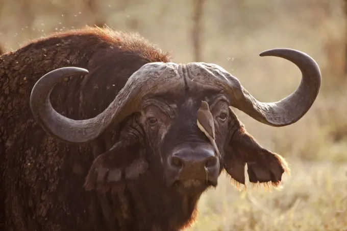 Tanzania, Serengeti. A craggy old buffalo, surrounded by flies.