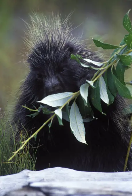 A Porcupine feeding on willow leaves,  Alaska, USA