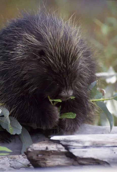 A Porcupine feeding on willow leaves, Alaska, USA