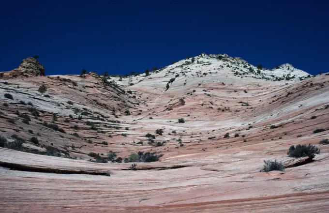 Pine trees cling tenuously to the exposed stratified rock faces in Zion National Park.