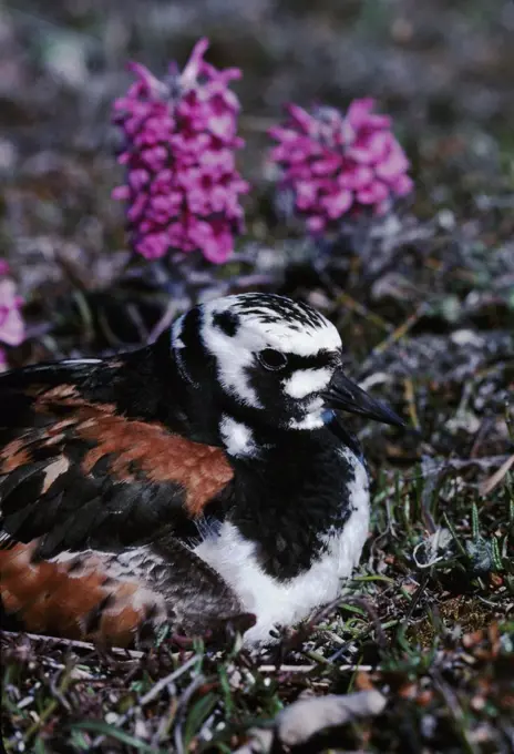 Ruddy turnstone (Arenaria interpres) on its nest on the tundra