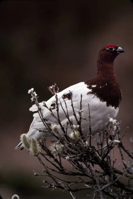 Willow ptarmigan changing from winter to summer plumage