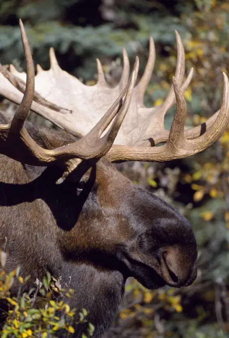 A male, bull, moose (Alces Alces) with an impressive rack of antlers.