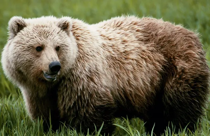 A brown bear (Ursus Arctos) at Mikfik Creek. They can be identified by the shoulder hump and broad stubby face. Also known as the grizzly or Kodiak bear. Alaska, USA