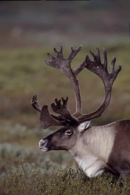 A male, bull, caribou (Rangifer tarandus).  Members of the deer family caribou are half the size of moose.  Both the male and female caribou grow antlers which are shed each year.  It is unique in the deer family for the Caribou females to have antlers.  In the Maine Algonquin dialect caribou means 'scraping hooves'. Alaska, USA