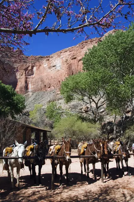 USA, Arizona, Grand Canyon. Trail horses at Indian Garden on the Bright Angel Canyon Trail.