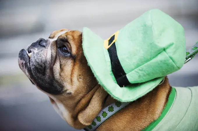 USA, New York State, New York City, Manhattan, a dog in Irish costume, St Patricks Day celebrations, 5th Avenue.