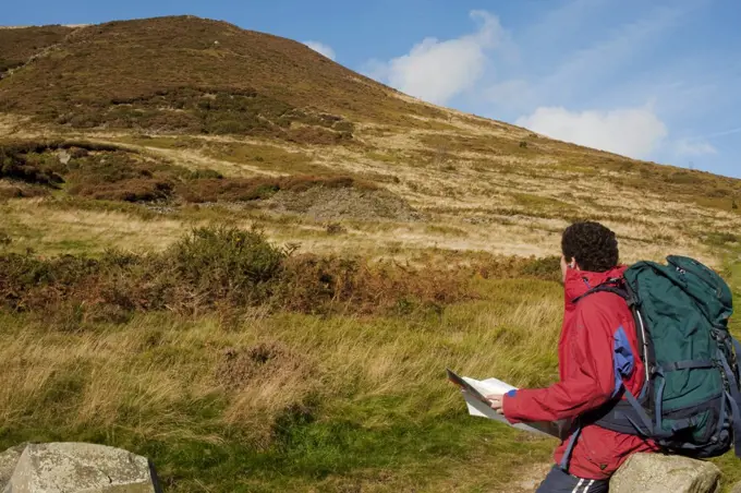 Wales, Clwyd.  A trekker stops to read his map as he approaches Moel Arthur in the Clywydian Hills.