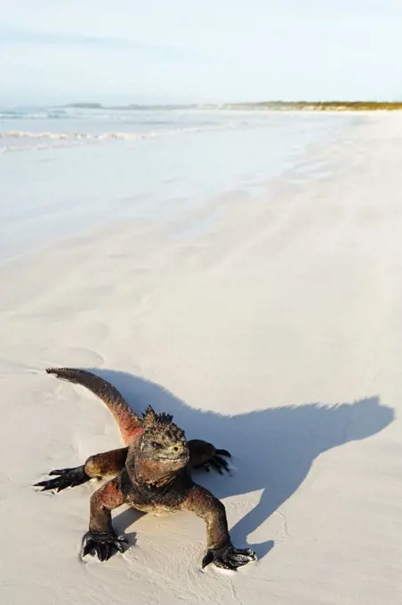 South America, Ecuador, Galapagos Islands, Isla Santa Cruz, Unesco site, Marine Iguana,  Amblyrhynchus cristatus, Turtle Bay