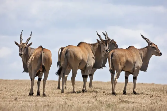 A small herd of Eland in Solio Game Ranch.