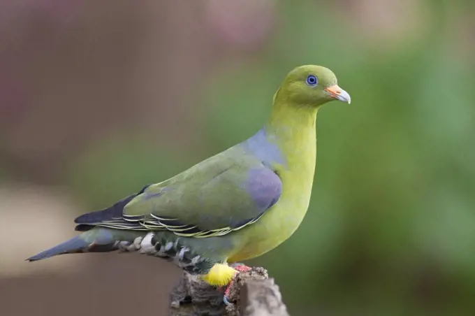 An African Green-Pigeon.