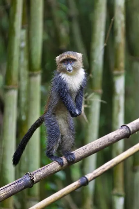 A young Sykes monkey balancing on bamboo in the Aberdare Mountains of Central Kenya.