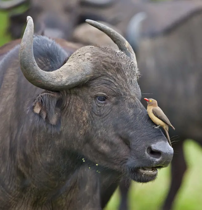 An African buffalo squints at a Red-billed Oxpecker, or tick bird, perched on its nose.