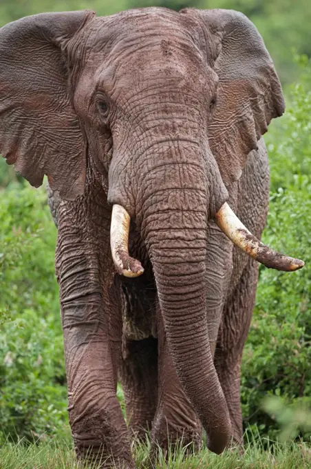 An African bull elephant leaving a forest glade of the Aberdare Mountains having dug for salt in the red forest soil with its tusks.