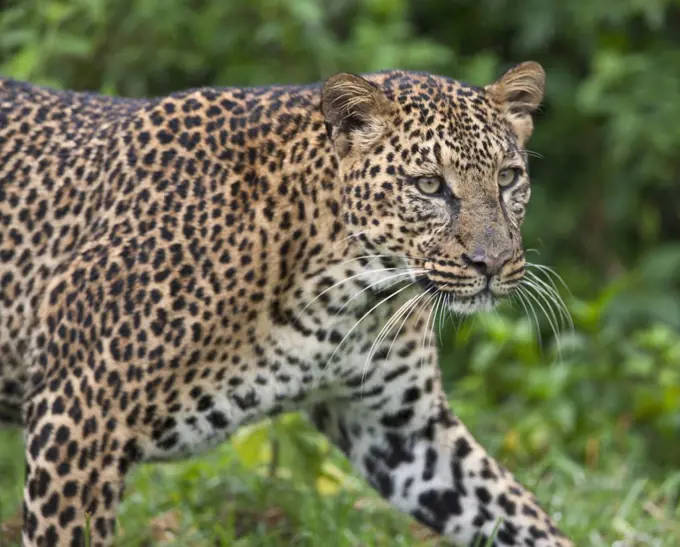 A male leopard in the Aberdare National Park.