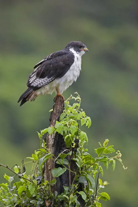 An Augur Buzzard in the Aberdare National Park.