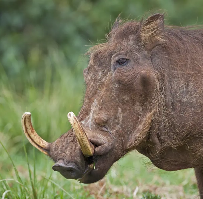 A male warthog in the Aberdare National Park.