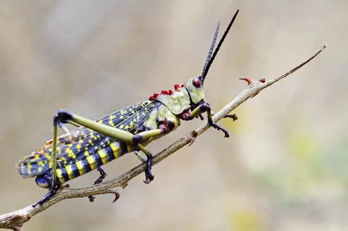 Grasshopper (Phymateus viridipes) male on thorny twig in Amboseli National Park, Kenya.