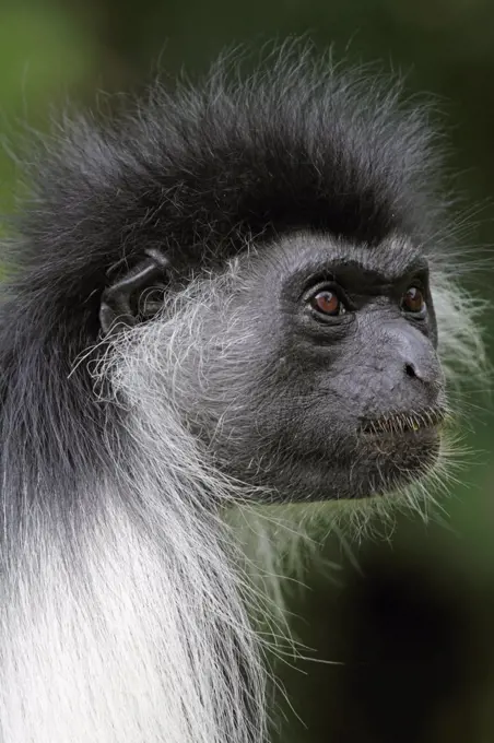 Angolan black and white colobus monkey, Diani Beach, Kenya.