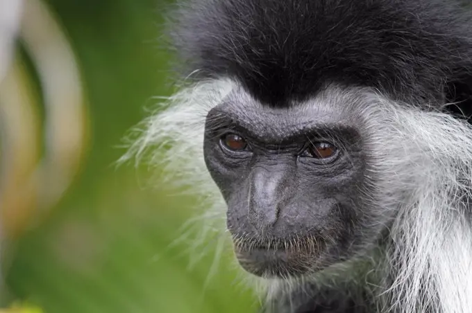 Angolan black and white colobus monkey, Diani Beach, Kenya.