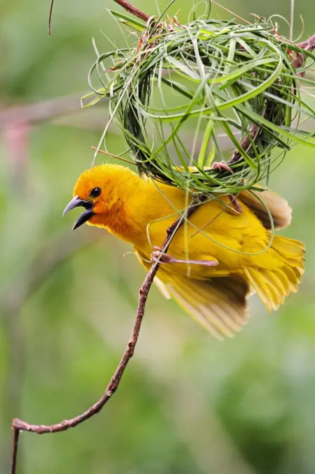 Eastern golden weaver (male) displaying beneath its half-built nest of grass stems, Diani Beach Kenya.