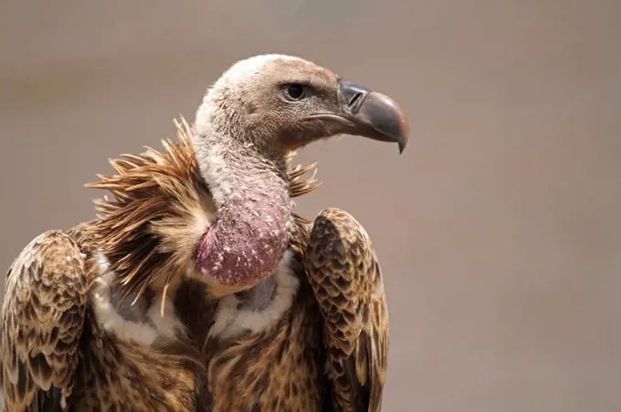 White-backed vulture, Masai Mara National Reserve, Kenya.