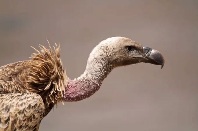 White-backed vulture, Masai Mara National Reserve, Kenya.