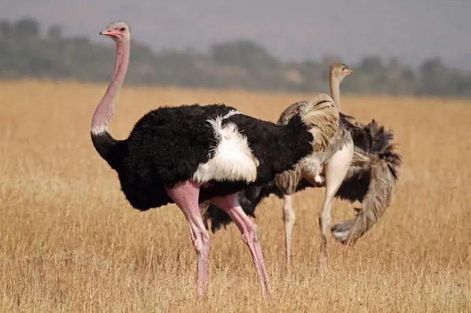 A pair of Masai ostriches in the grasslands of the Masai Mara National Reserve, Kenya.